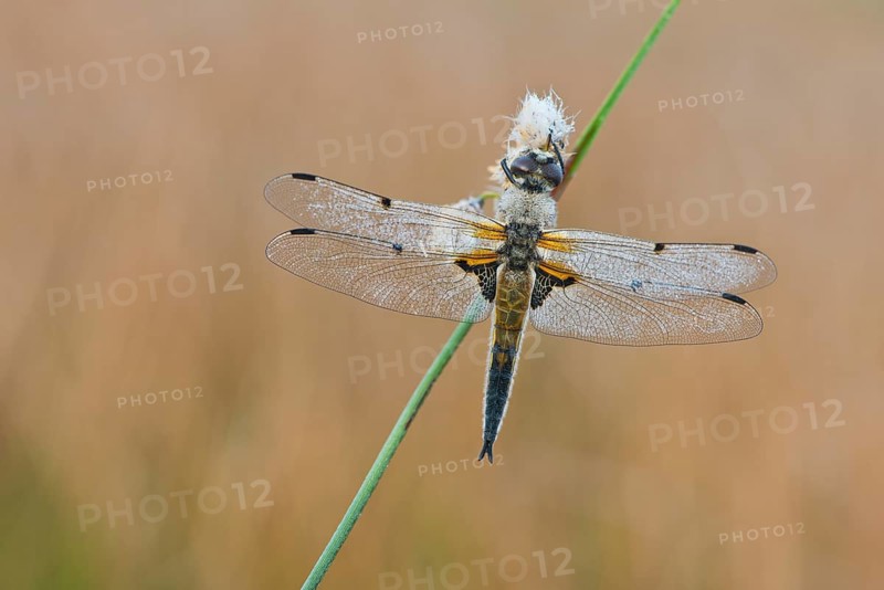 Four-spotted chaser