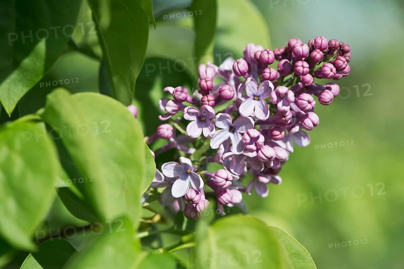 Common lilac