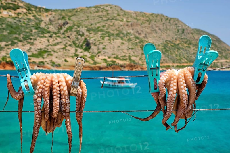 Fresh octopus drying on the rope on sun with turquoise water of Aegean sea with fishing boat on background