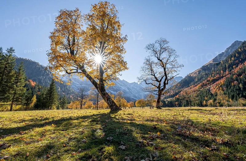 Sun star