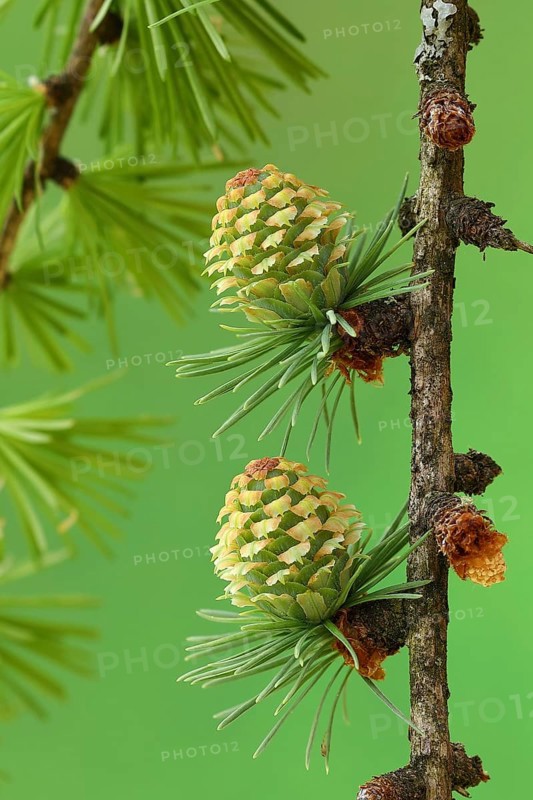Female flowers of european larch