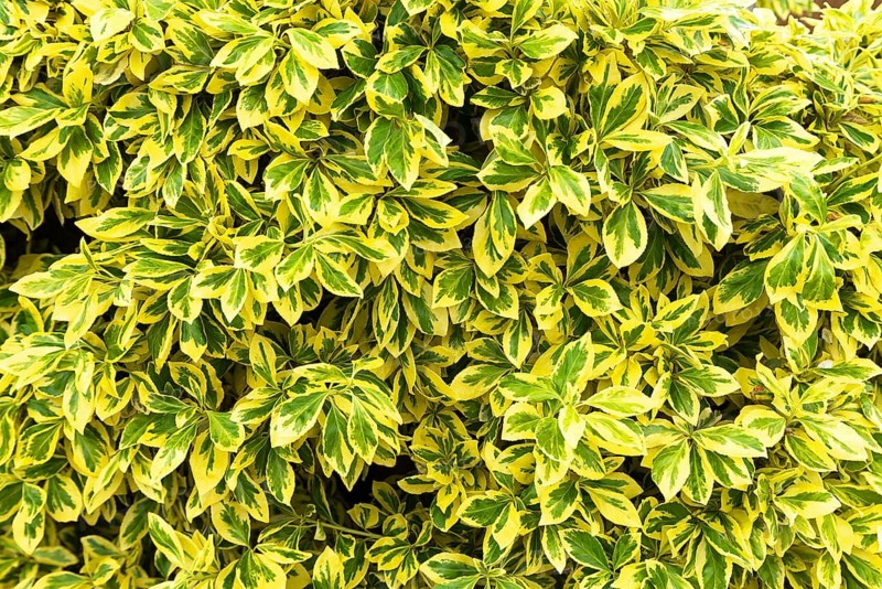 Leaves of oval-leaved privet