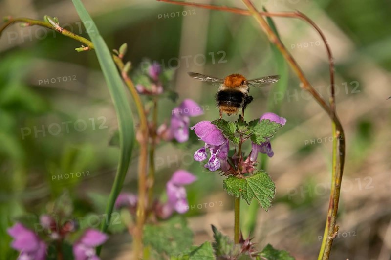 Common carder-bee