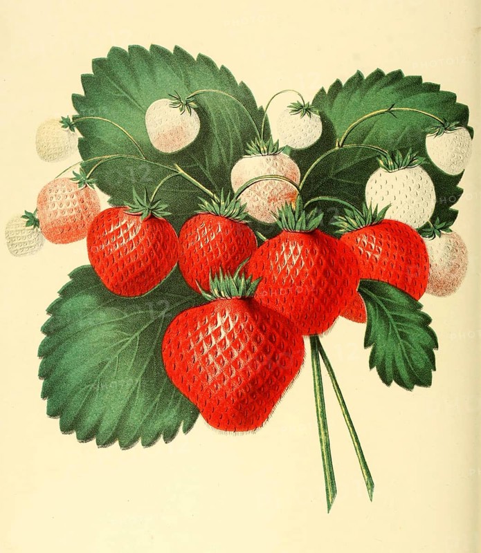 Erdbeere
