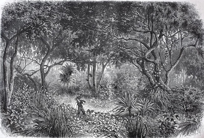 Drawing from the African rainforest in 1880 in present-day Ghana