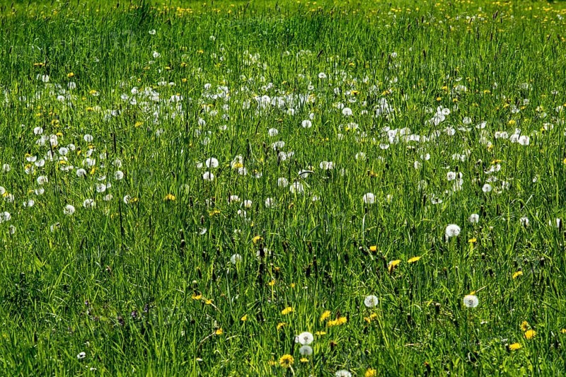 Meadow