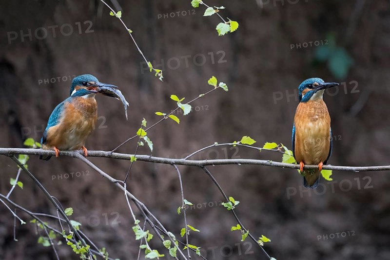 Common kingfishers
