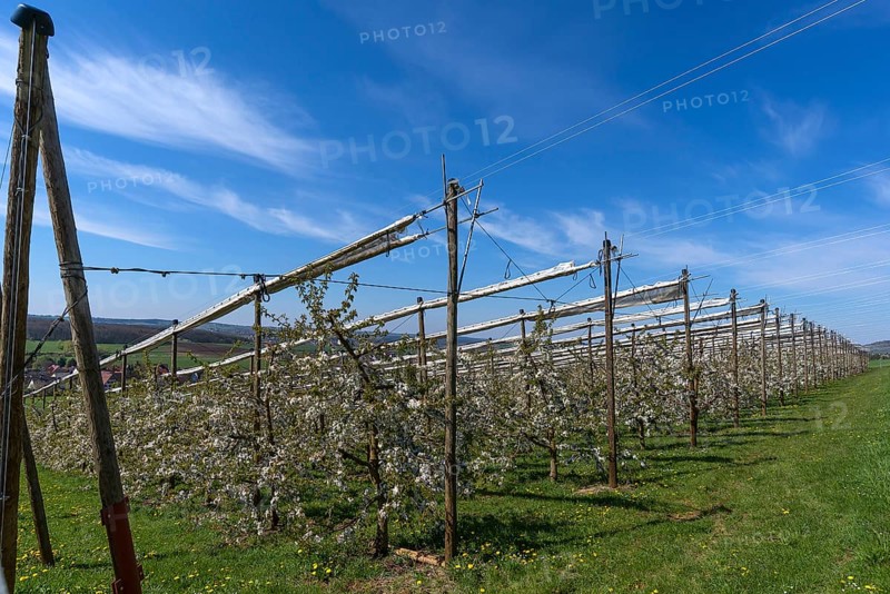 Blossoming wild cherry