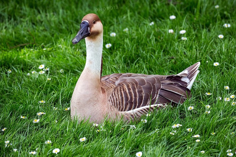 Swan goose