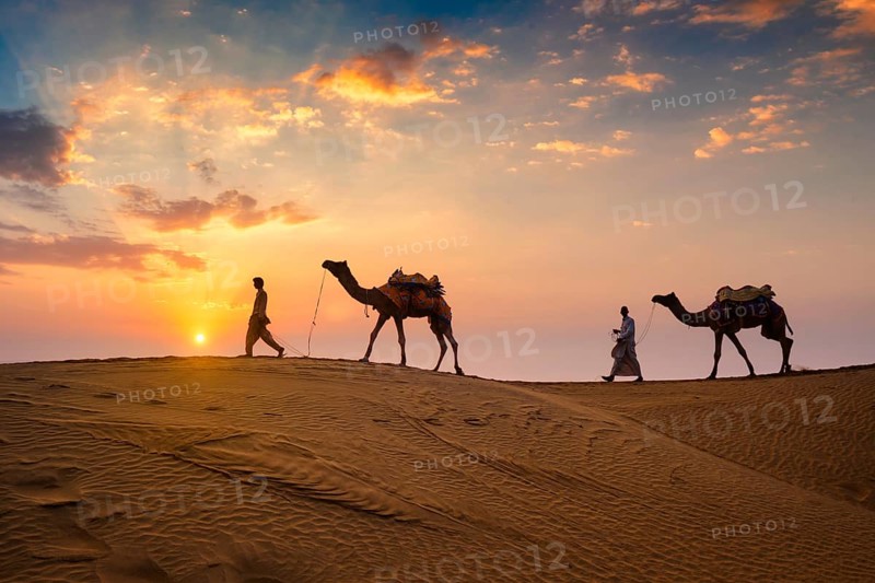 Indian cameleers
