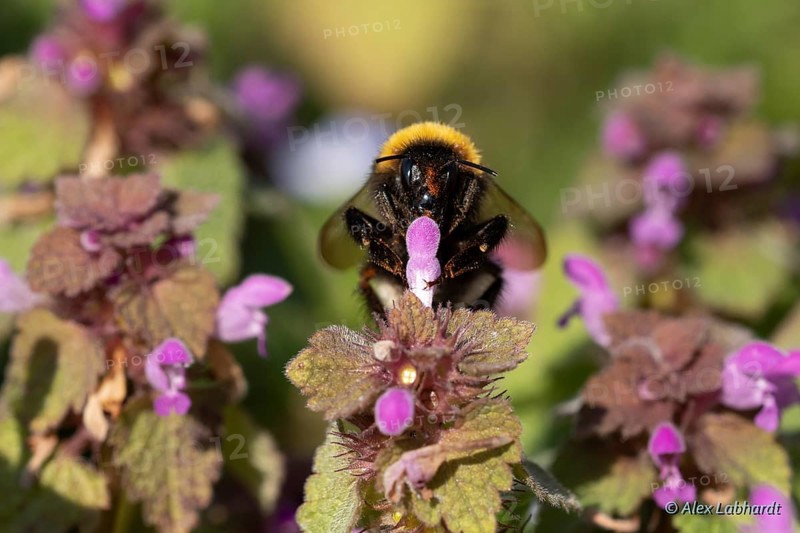Garden bumblebee