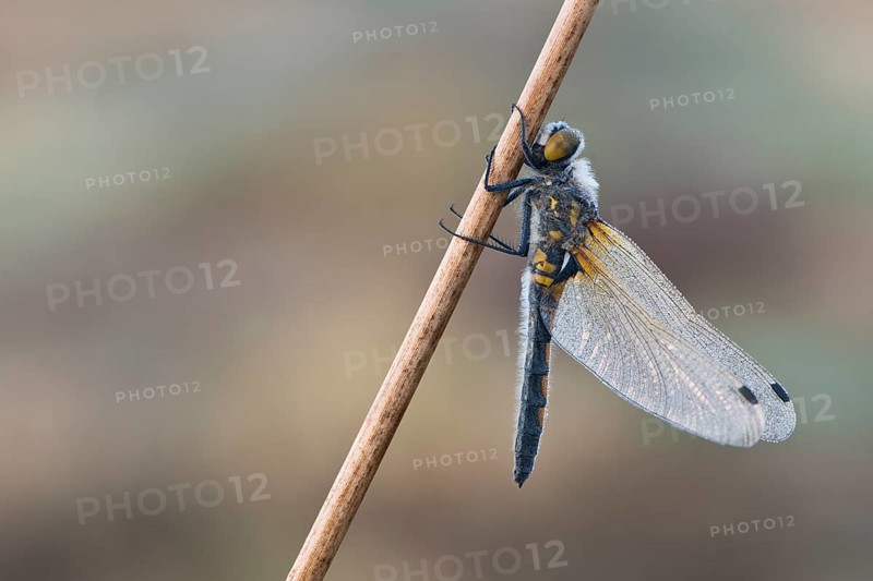 Four-spotted chaser