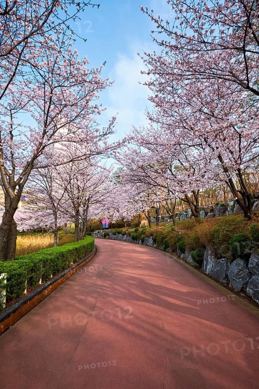 Blooming sakura cherry blossom alley in park in spring