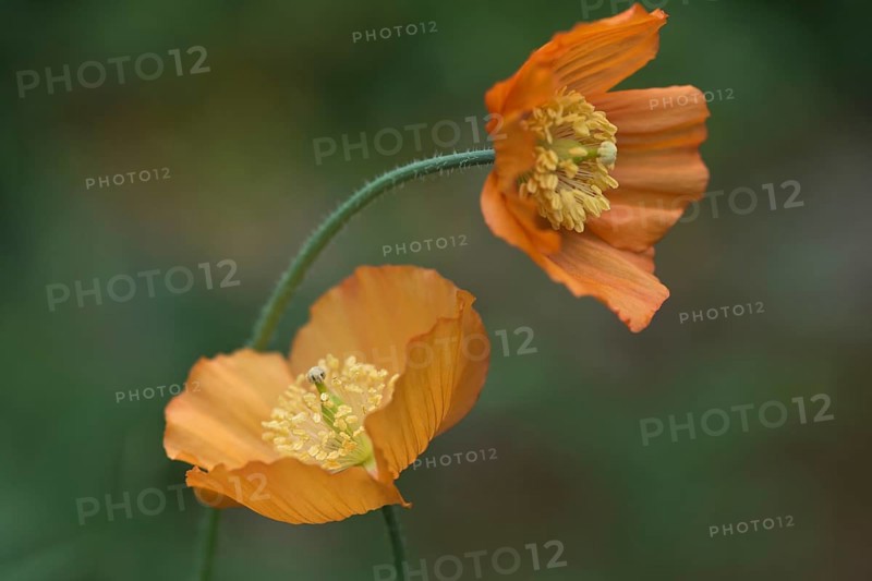 Welsh poppy