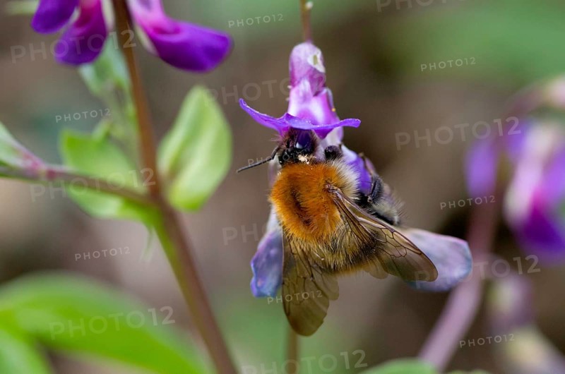 Common carder-bee