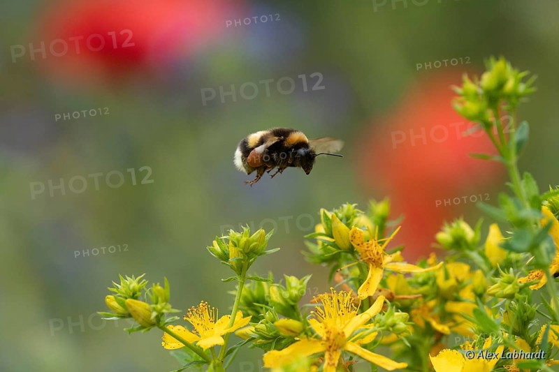 Large earth bumblebee