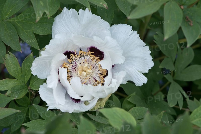 Tree peony