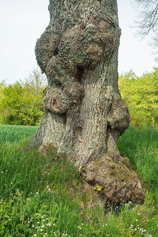 Old gnarled elm tree in Charlottenlund avenue