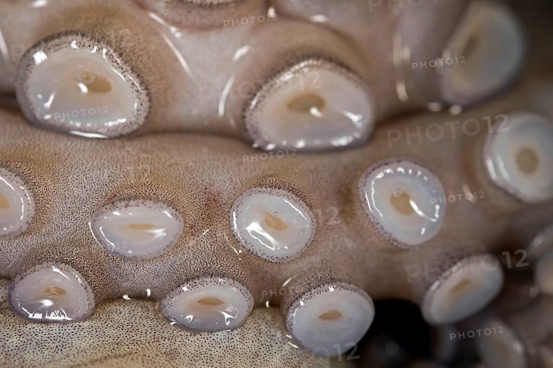 Suction cups on the tentacle of a freshly caught mexican four-eyed octopus