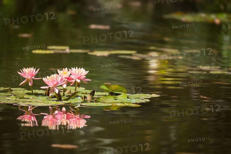 Beautiful pink lotus flowers lily pond