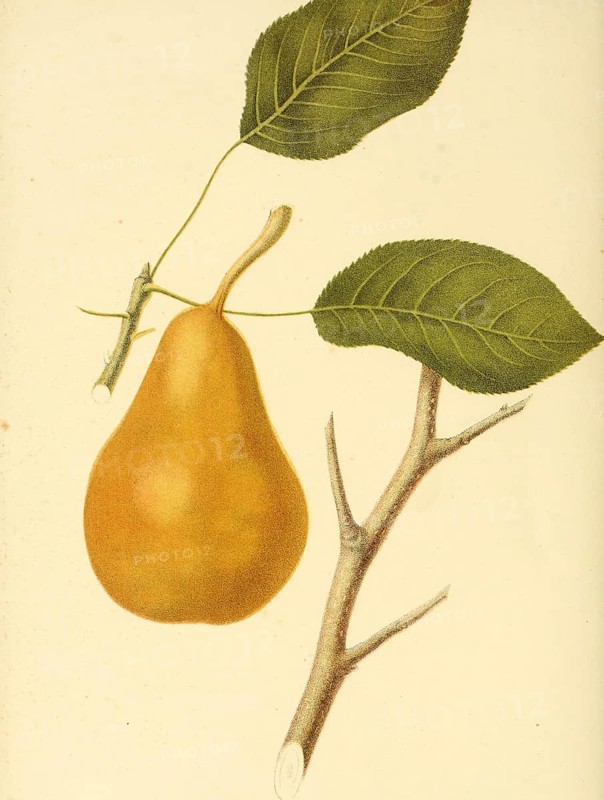 Birne der Sorte Duchess of Orleans