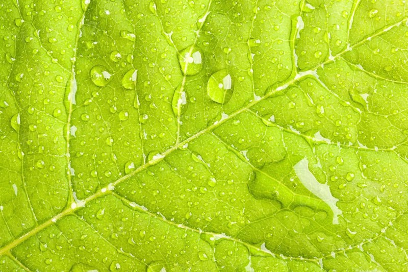 Green leaf with water droplets macro
