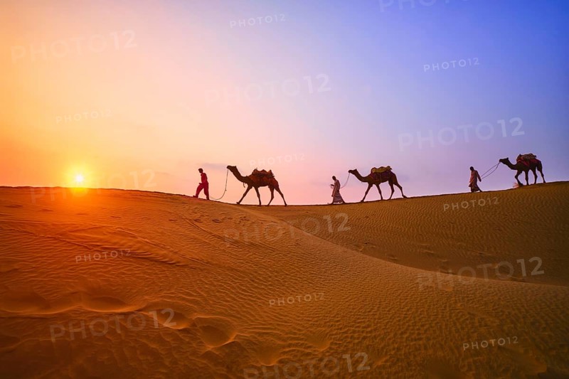 Indian cameleers