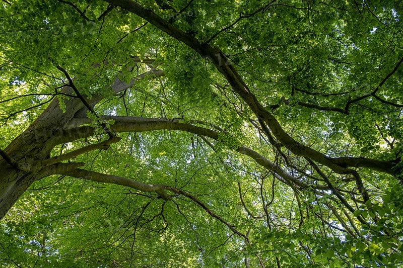 Beech forest