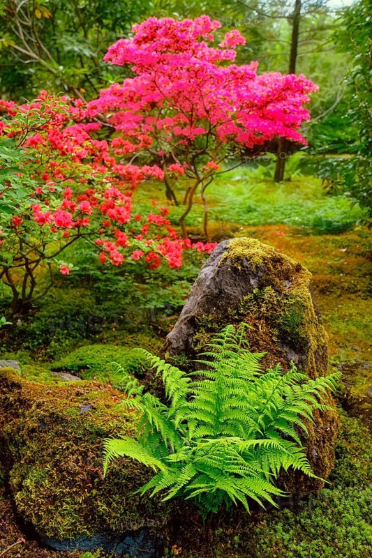 Fern and tree with colorful red leaves in Japanese garden