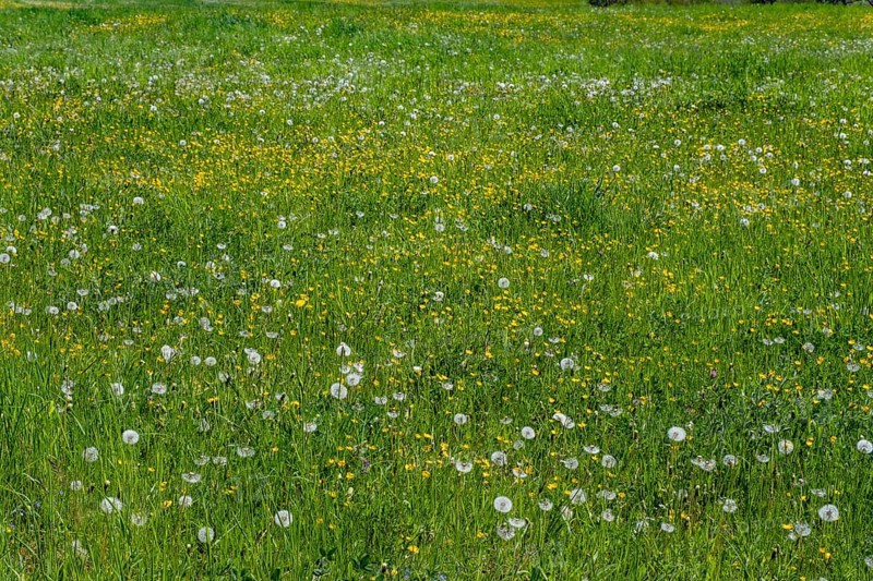 Meadow