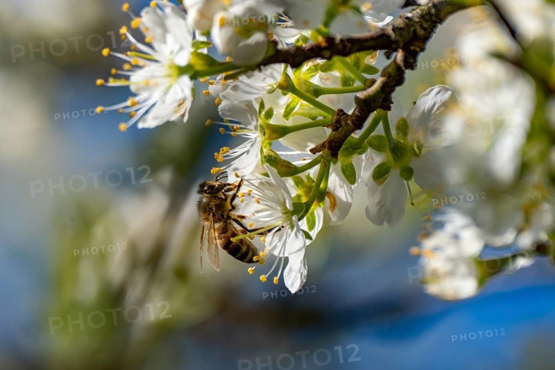 A bees