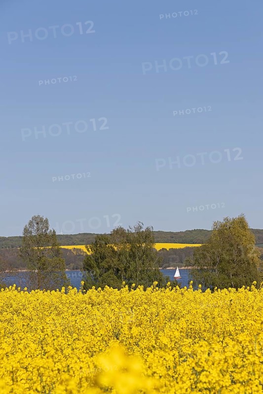 Rape fields