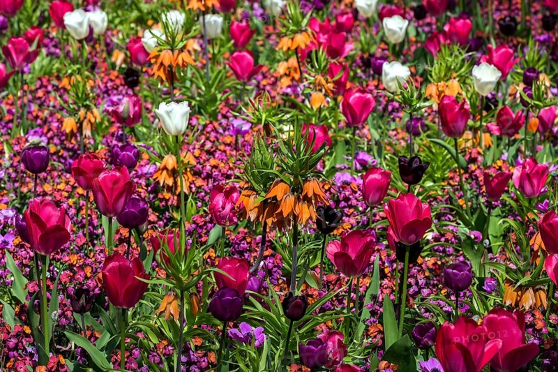 Field with flowering tulips