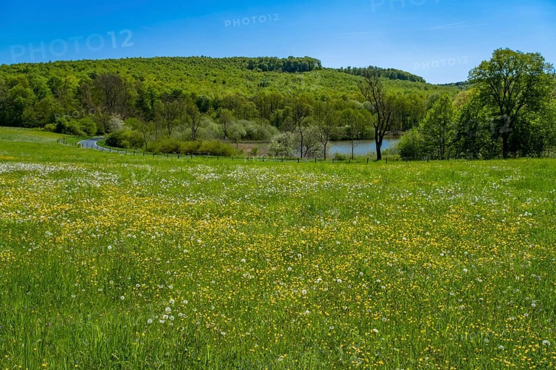 Meadow