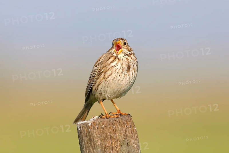 Corn bunting