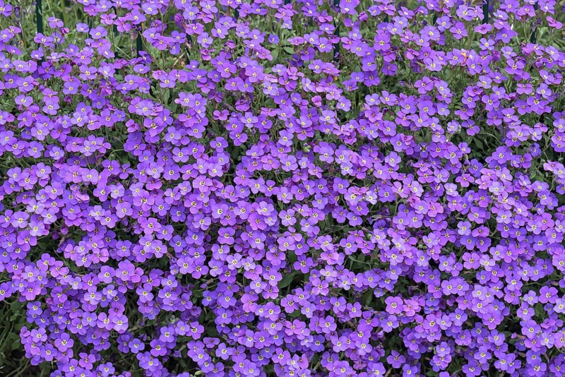 Flowering aubrietas