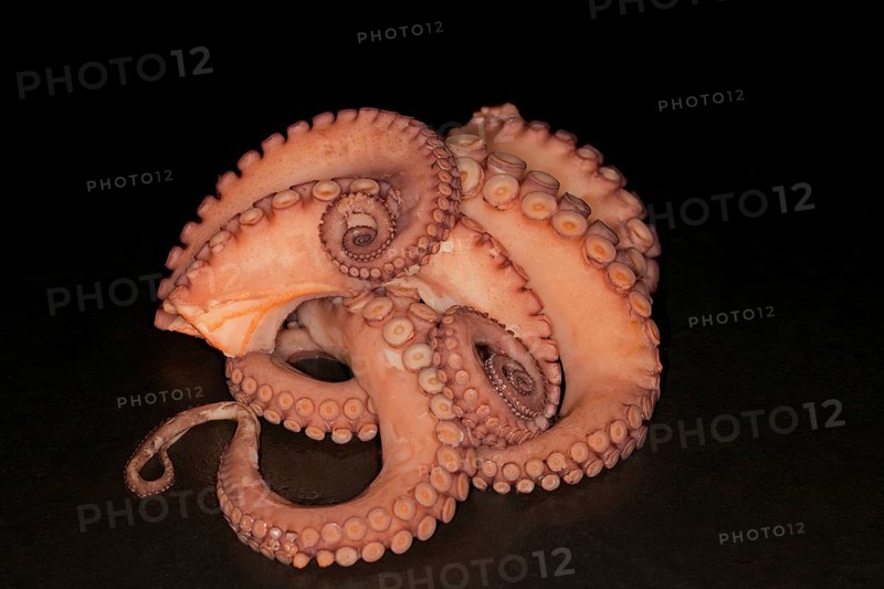 Cooked mexican four-eyed octopus