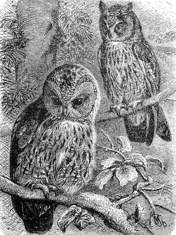 Tawny owl