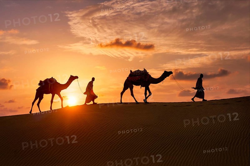 Indian cameleers