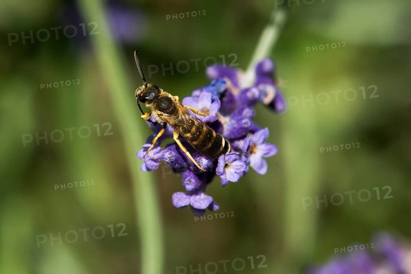 Sweat bee
