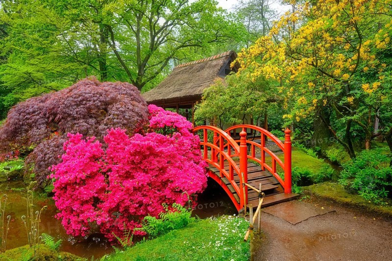 Small bridge in Japanese garden