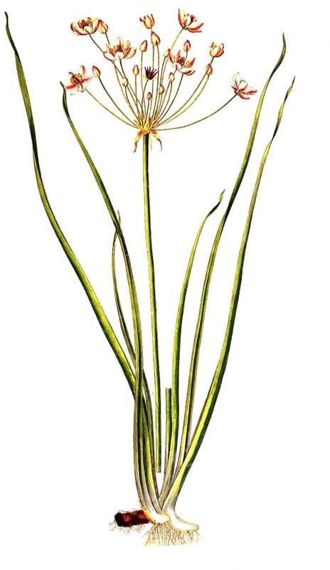 Schwanenblume