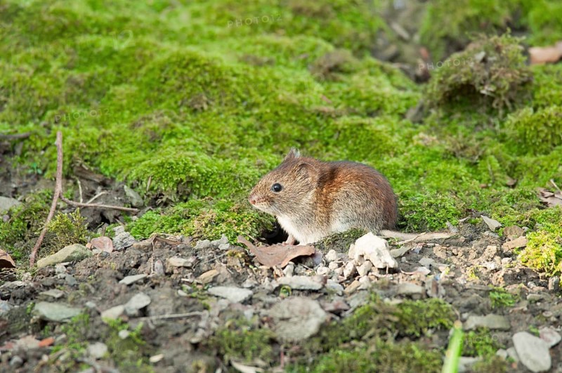 Bank vole