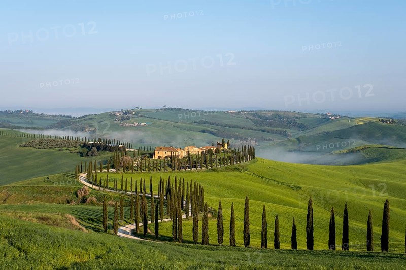 Typical vineyard