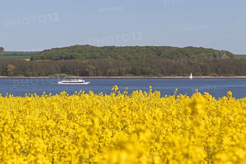 Rape field