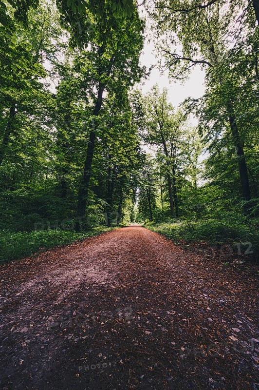Hiking trail in the forest in the Deister near Hanover