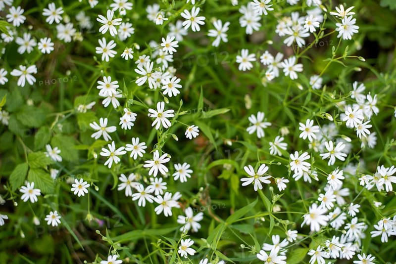 Greater stitchwort