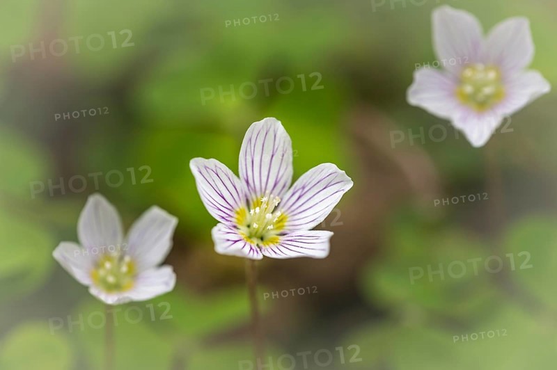 Common wood sorrel