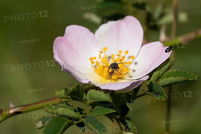 Sweat bee