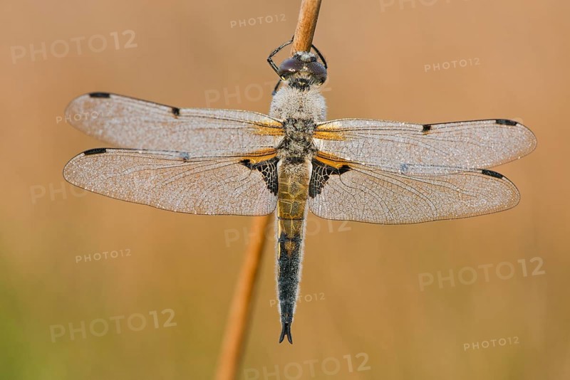 Four-spotted chaser